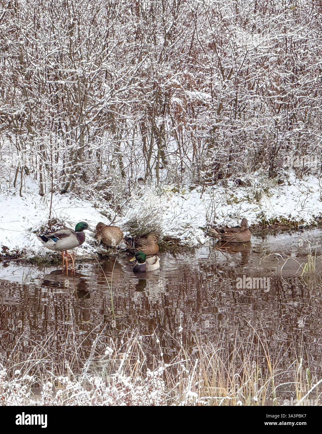 Enten auf einem Teich im Winter Stockfoto