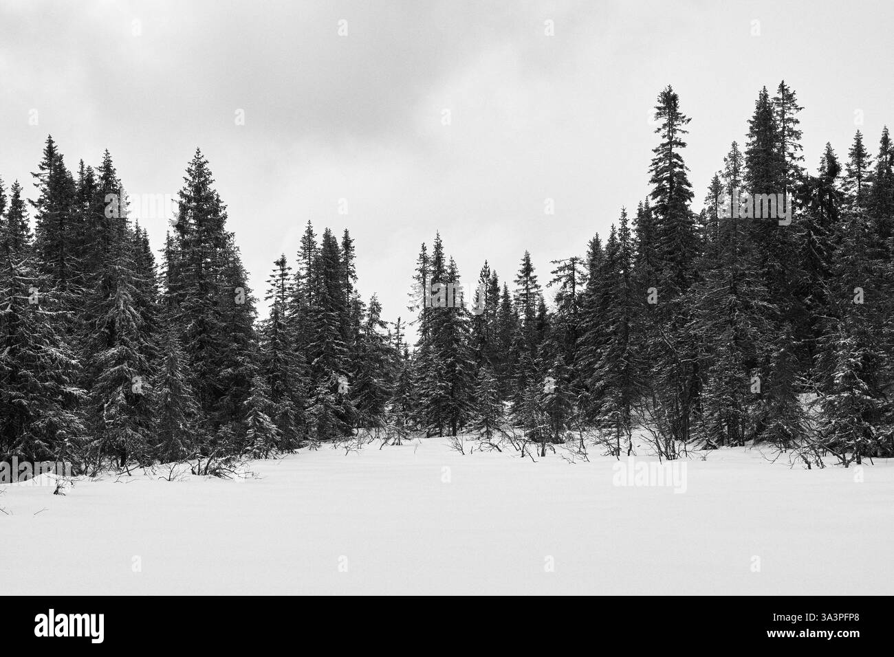 Fotografie vom Tjuvåsen-Hügel, Teil des Totenåsen-Hügels, Norwegen, März 2025. Stockfoto