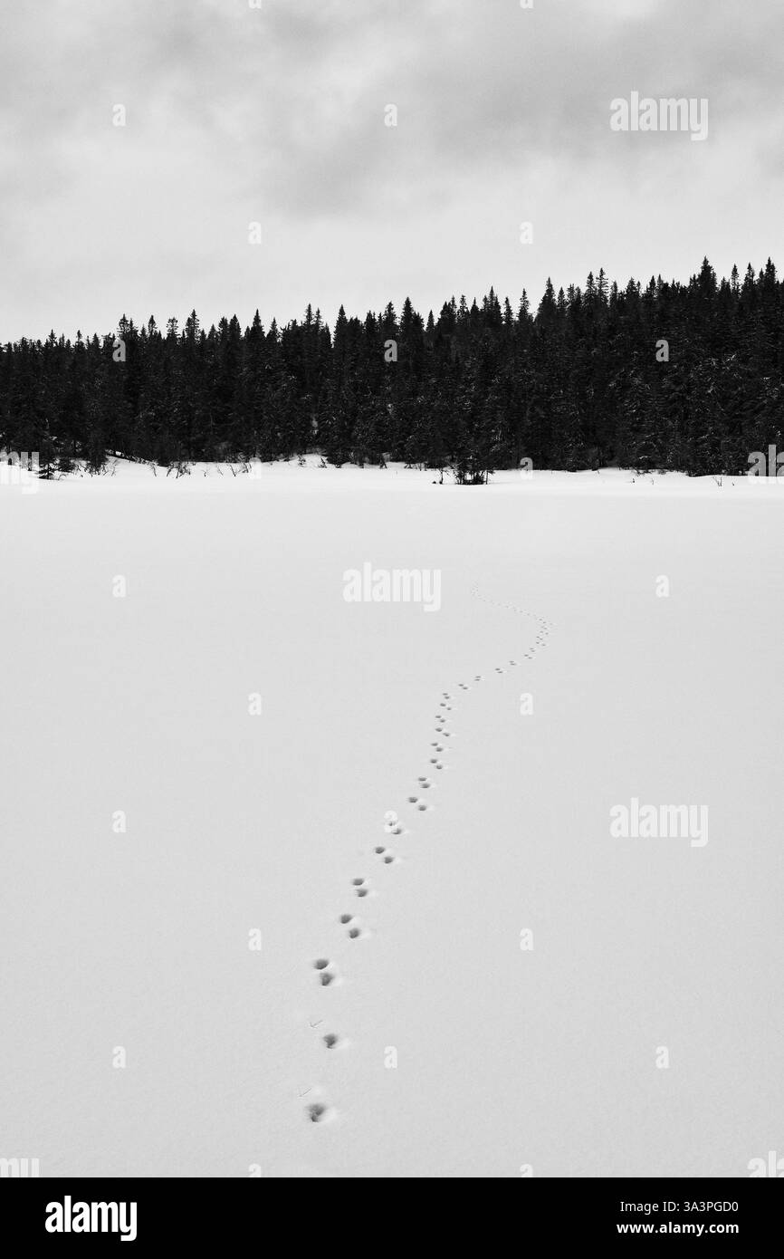 Fox Tracks überqueren im Winter den Abbortjernet-See des Tjuvåsen-Hügels, Teil des Totenåsen-Hügels in Norwegen. Stockfoto