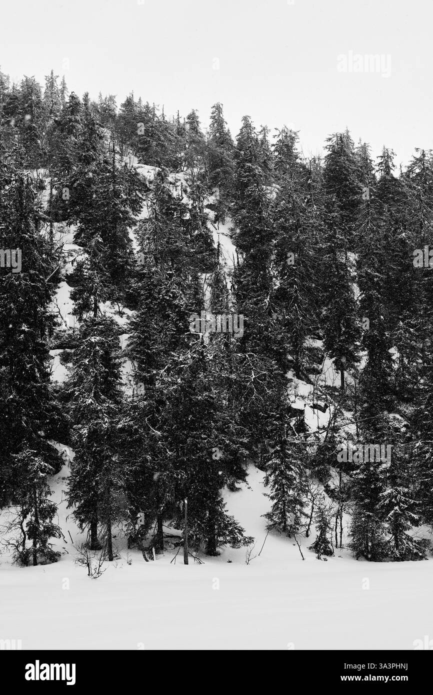 Schnee am See Midtre Tjuvåstjernet vom Tjuvåsen-Hügel, Teil des Totenåsen-Hügels, Norwegen, März 2025. Stockfoto