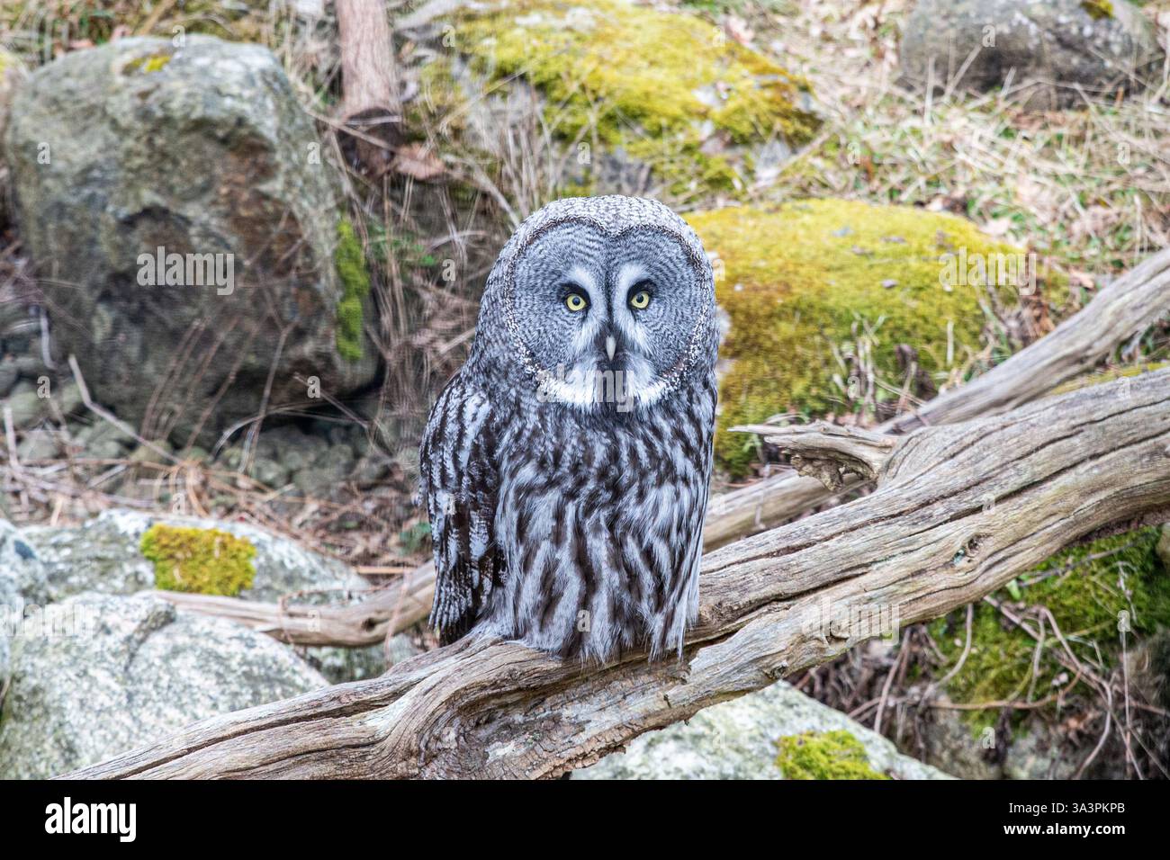 Die Großeule (Strix nebulosa) ist eine echte Eule und die weltweit größte Eulenart. Stockfoto