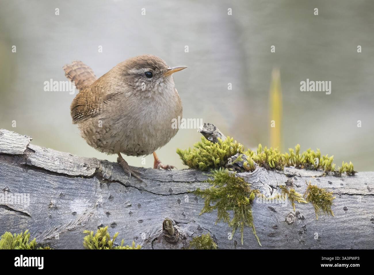 Wren (Troglodytes troglodytes) sitzen auf einem moosbedeckten Zweig. Frieden und Naturnähe, Hessen, Deutschland, Europa Stockfoto