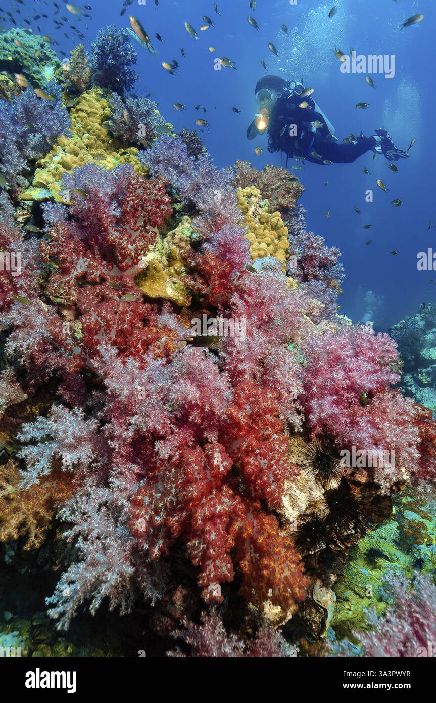 Taucher schwimmt und taucht über farbenfrohe, lebendige, gesunde Korallenriffe mit verschiedenen Arten von Weichkorallen (Octocorallia), östlicher Indischer Ozean, Indo- Stockfoto