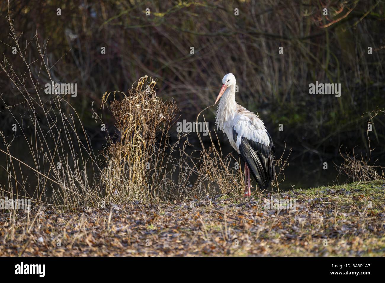 Weißstorch (Ciconia ciconia) an einem See, Bayern, Deutschland, Europa Stockfoto