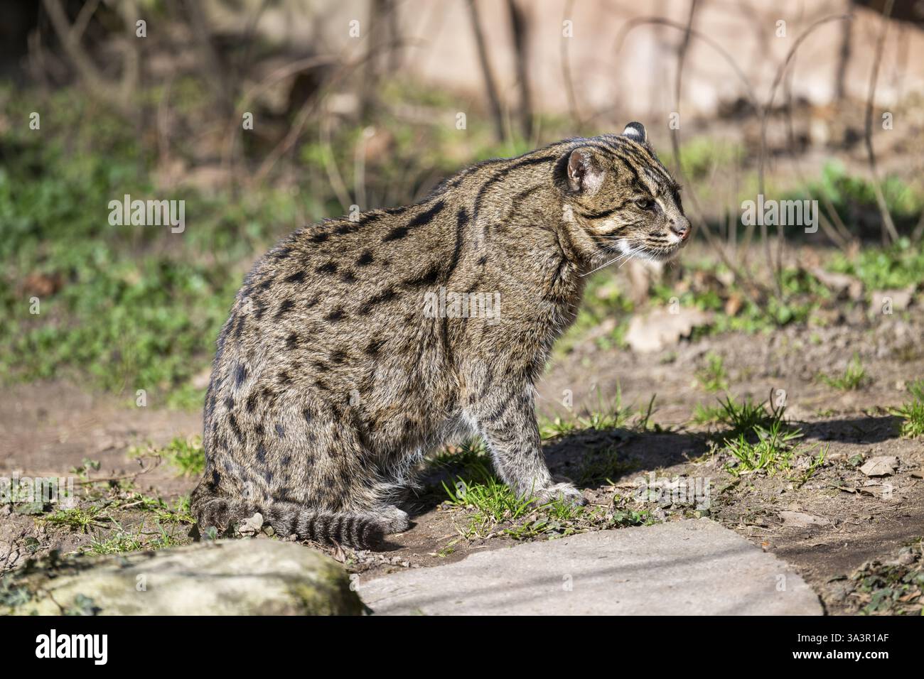 Fischerkatze (Prionailurus viverrinus) am Ufer eines Sees an einem sonnigen Tag, in Gefangenschaft, Deutschland, Europa Stockfoto