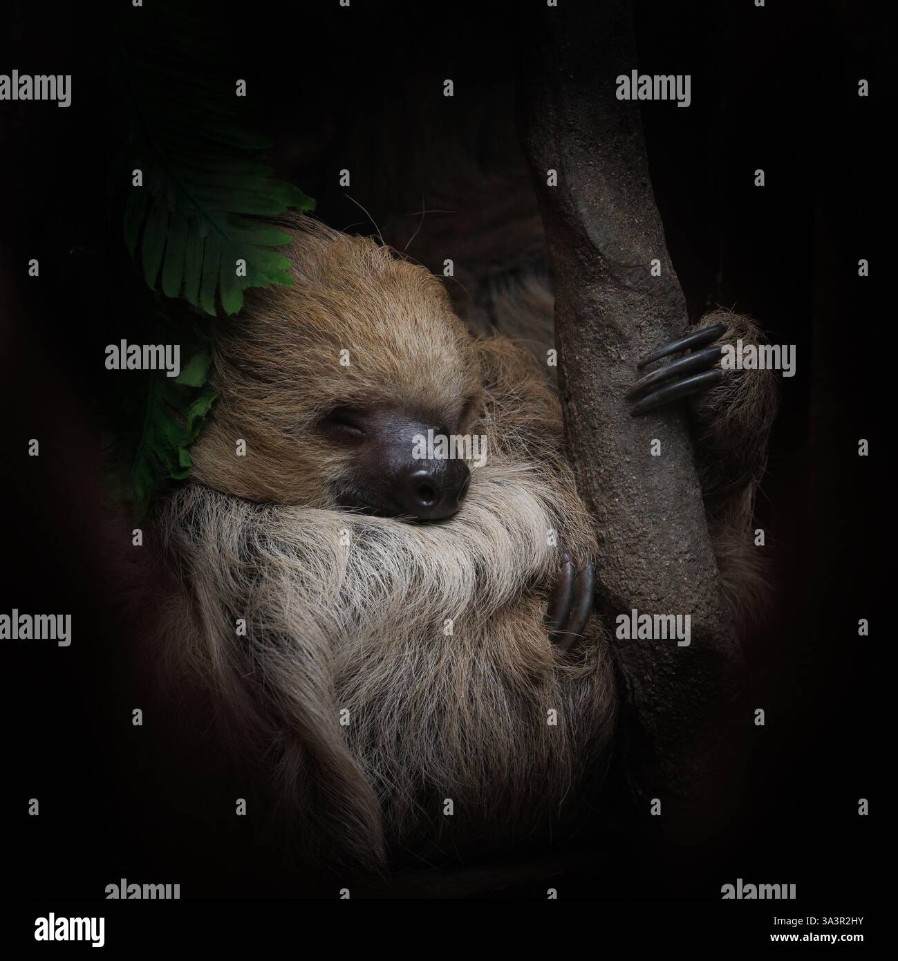 Linnes zweizehiges Faultier, Choloepus didactylus, schläft in einem Baum. Diese nächtliche und arboreale Art ist in Südamerika heimisch. Vertikales Format. Stockfoto