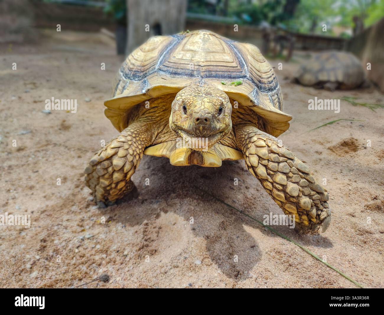 Eine Nahaufnahme einer Schildkröte, die auf sandigem Boden läuft. Die strukturierte Schale zeichnet sich durch komplizierte Muster aus, mit rauer und schuppiger Haut an den Beinen. Stockfoto