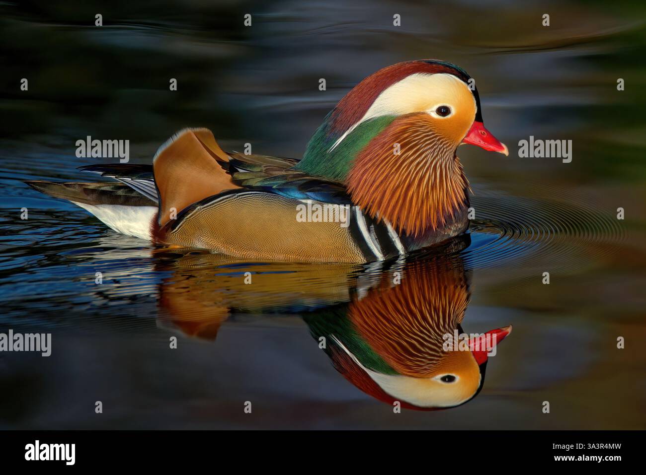 Canard Mandarin männlich - Aix galericulata - männliche Mandarin Ente Stockfoto