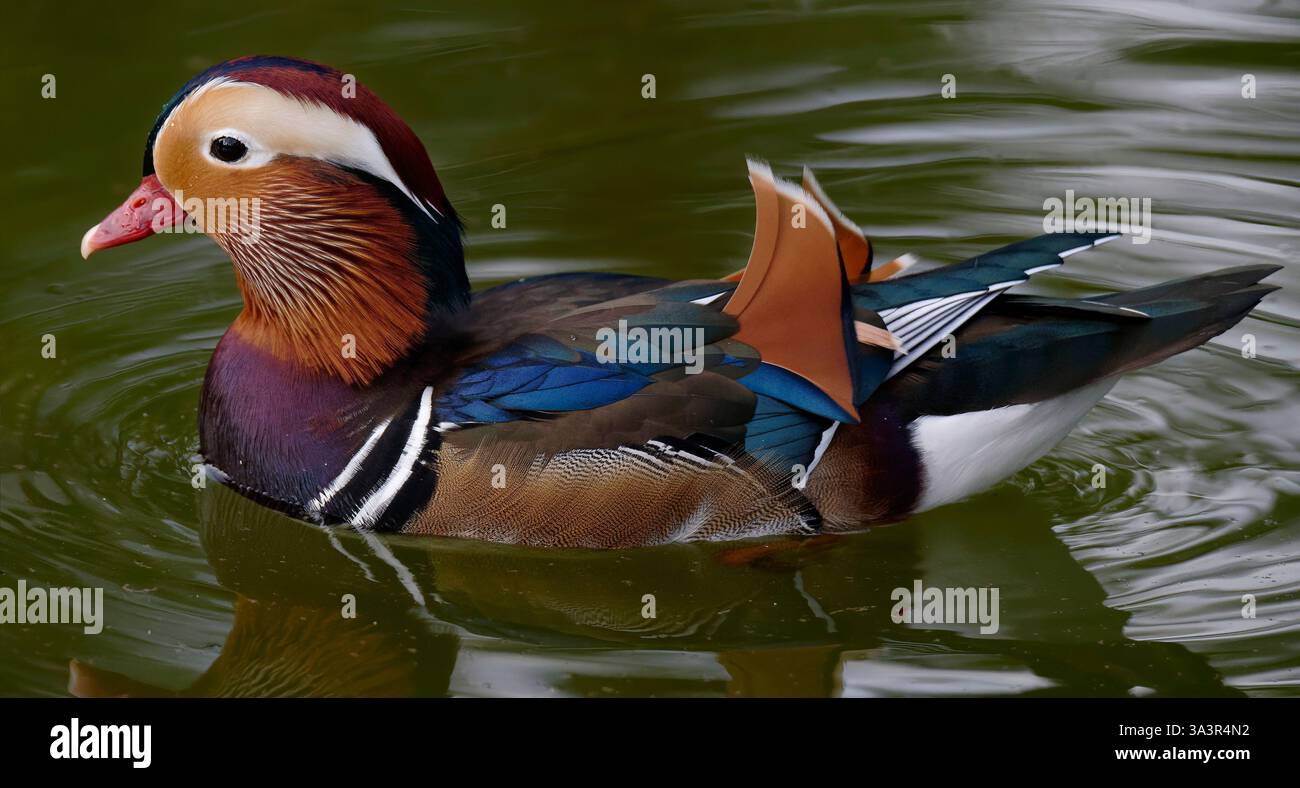Canard Mandarin männlich - Aix galericulata - männliche Mandarin Ente Stockfoto