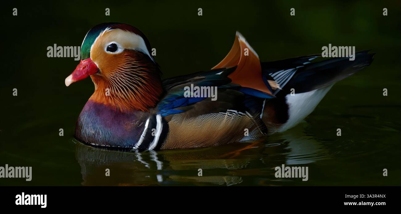 Canard Mandarin männlich - Aix galericulata - männliche Mandarin Ente Stockfoto