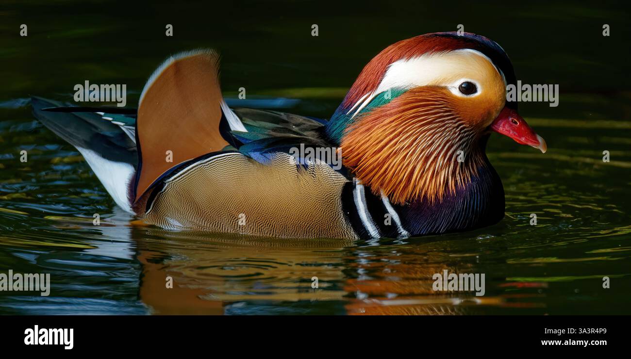 Canard Mandarin männlich - Aix galericulata - männliche Mandarin Ente Stockfoto