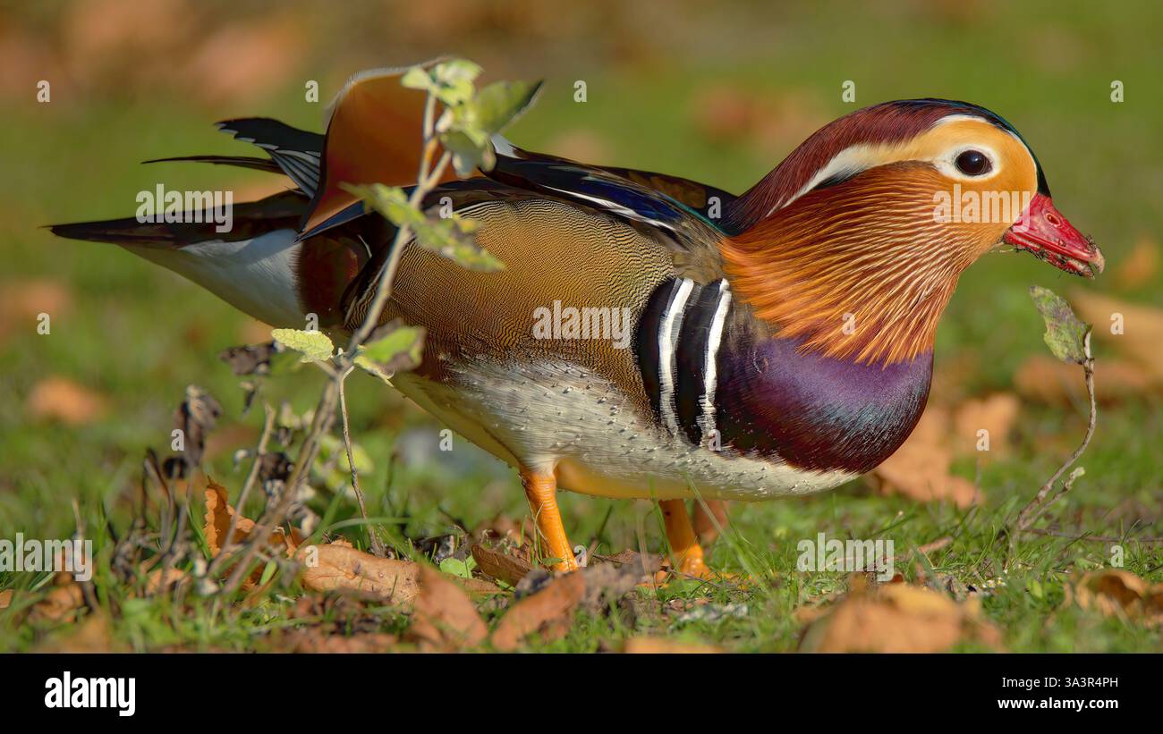 Canard Mandarin männlich - Aix galericulata - männliche Mandarin Ente Stockfoto