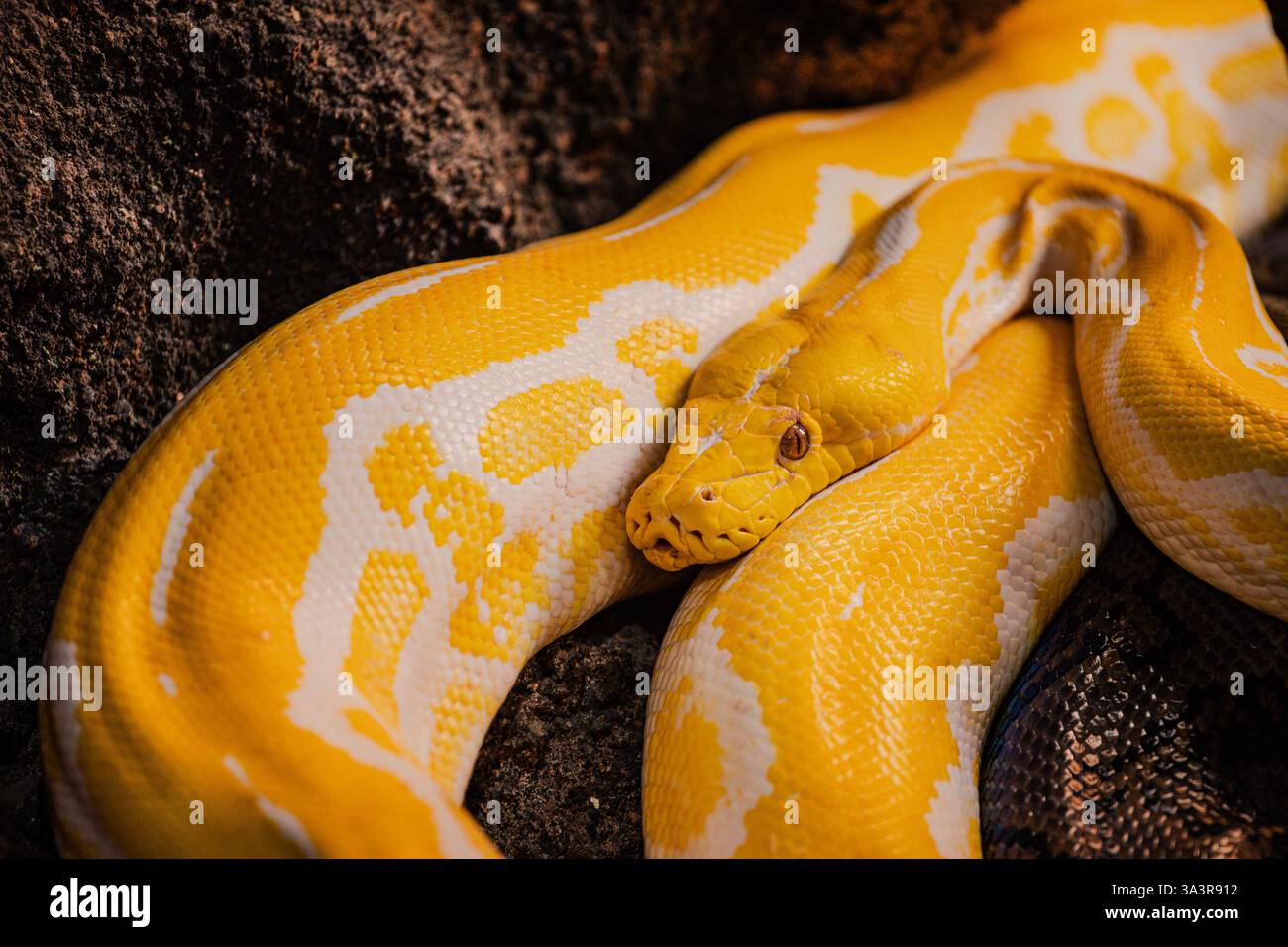 Gelbe Python im Croco Park in Agadir, Marokko. Wildes Tier. Gefährliches Reptil. Tierwelt in Afrika. Natürliches Raubtier. Gefährlicher Fleischfresser. Touristenattraktion Stockfoto