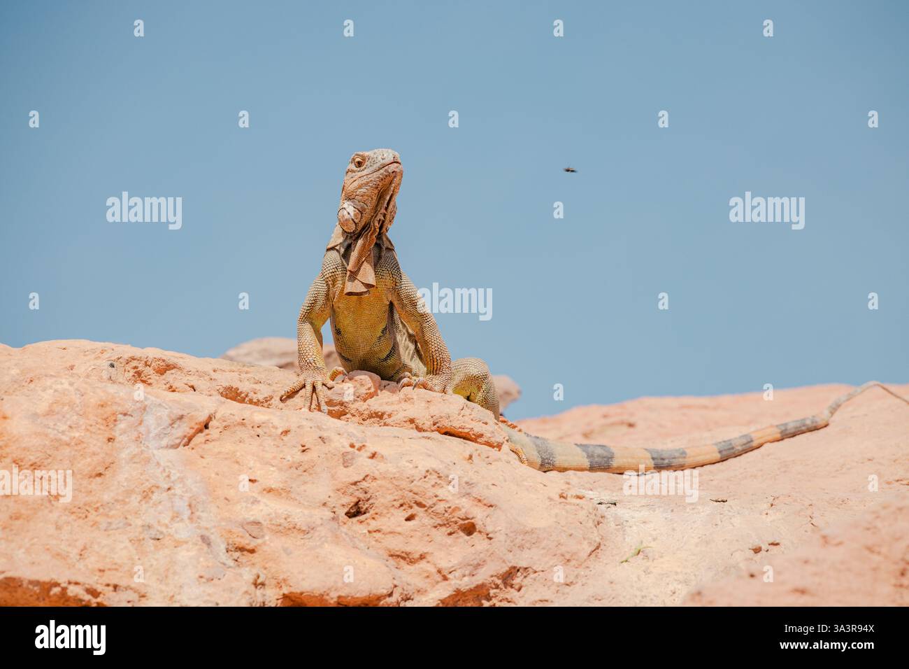 Grüner Iguana, der auf rotem Felsen sitzt. Wildes Tier. Tierwelt. Eidechse posiert auf trockenem Felsen Stockfoto
