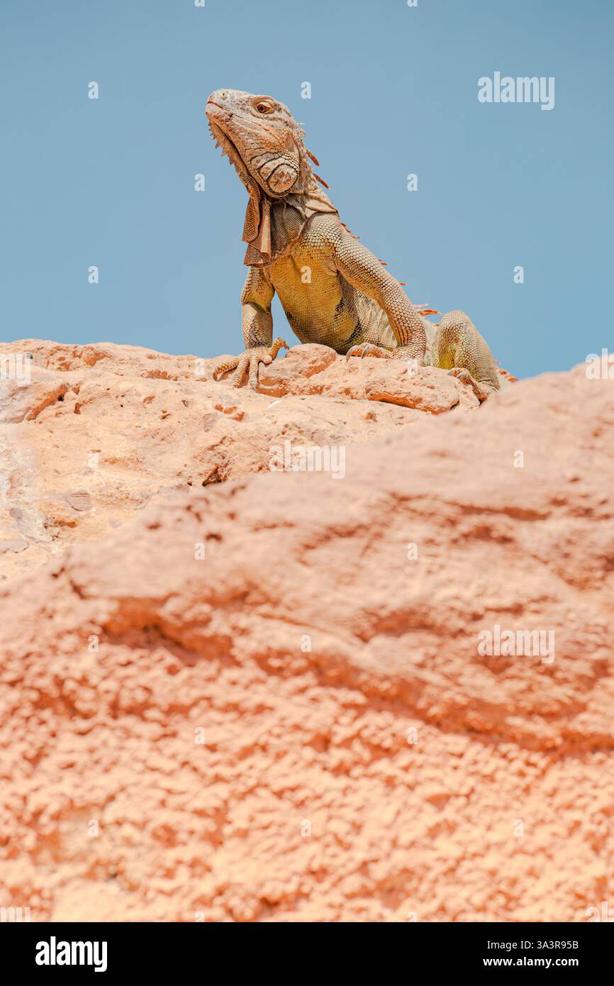 Grüner Iguana, der auf rotem Felsen sitzt. Wildes Tier. Tierwelt. Eidechse posiert auf trockenem Felsen Stockfoto