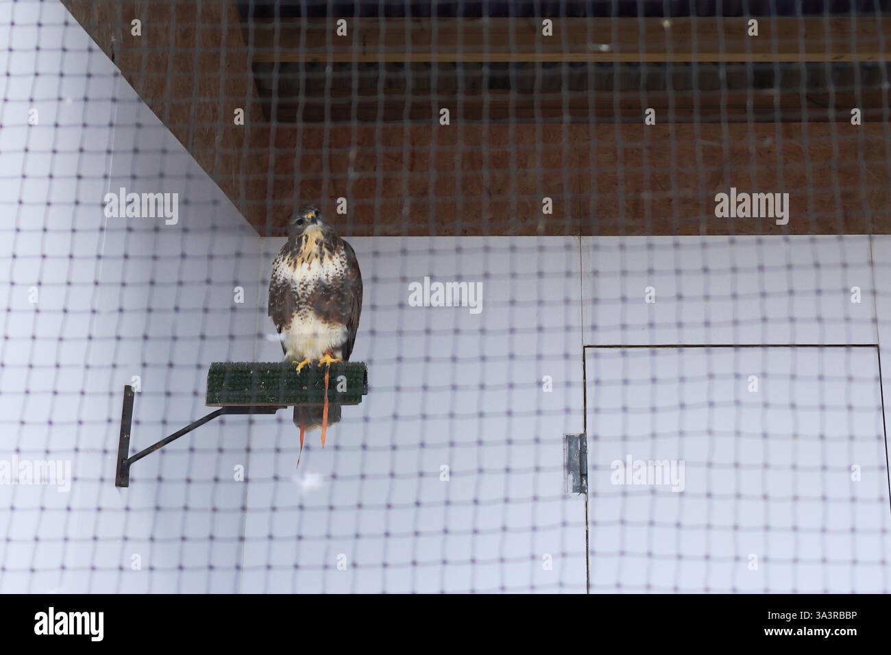 Das British Bird of Prey Centre im National Botanic Garden of Wales in Carmarthenshire. 10. März 2025. Gefangene Raubvögel. Ein Falke auf einem hohen Barsch innerhalb seines Gehäuses. Stockfoto