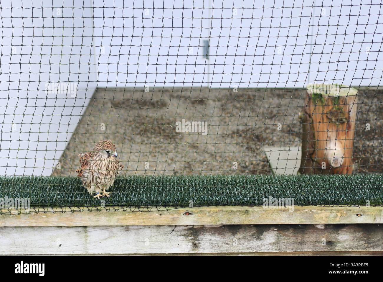 Das British Bird of Prey Centre im National Botanic Garden of Wales in Carmarthenshire. 10. März 2025. Gefangene Raubvögel. Ein roter Drachen, der auf Kunstrasen in seinem Gehege sitzt. Stockfoto