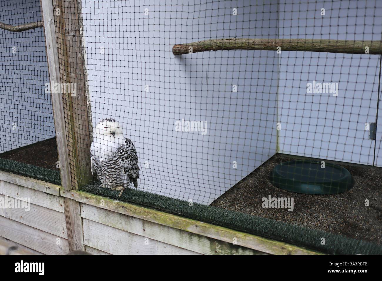 Das British Bird of Prey Centre im National Botanic Garden of Wales in Carmarthenshire. 10. März 2025. Gefangene Raubvögel. Margaret, eine Schneeeule mit markantem Gefieder. Stockfoto