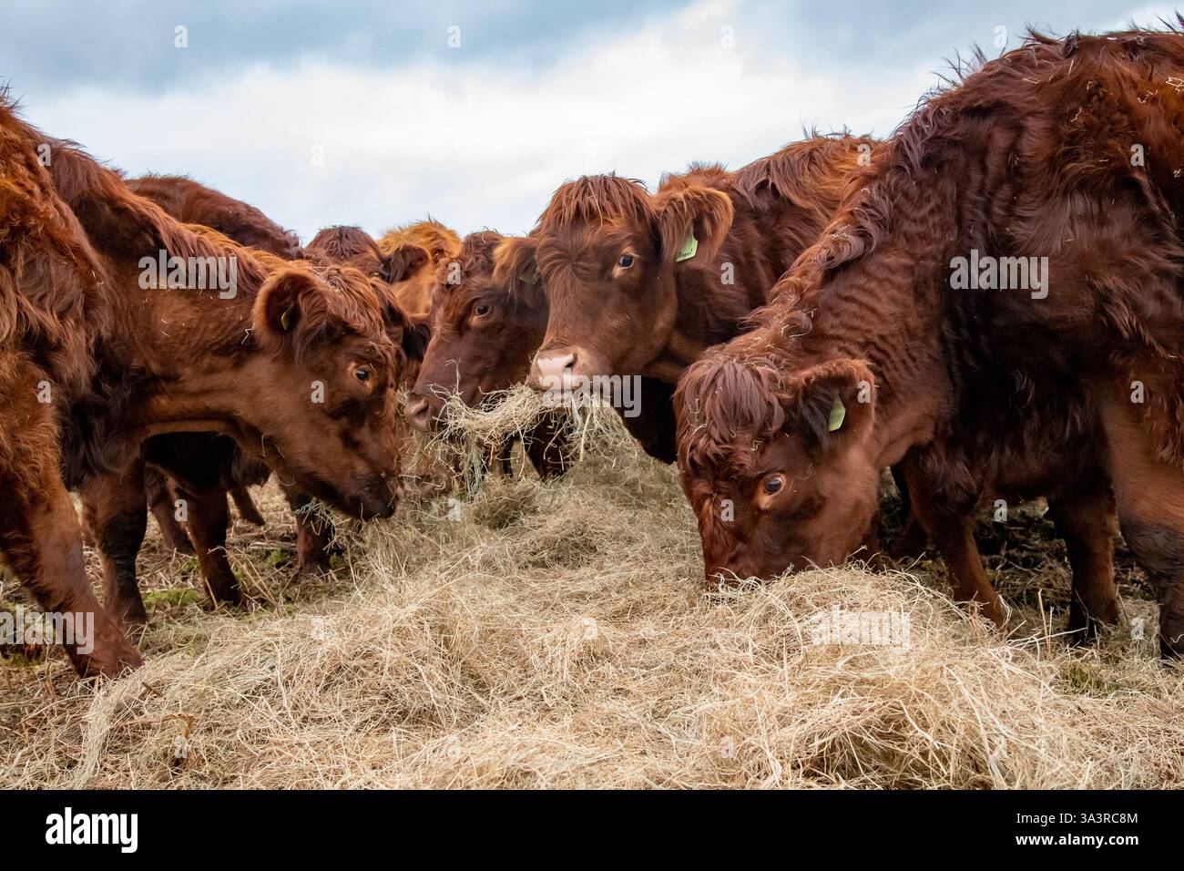 Luing-Rinderfütterung auf Heu in der Nähe von Clitheroe, Lancashire, Großbritannien. Stockfoto