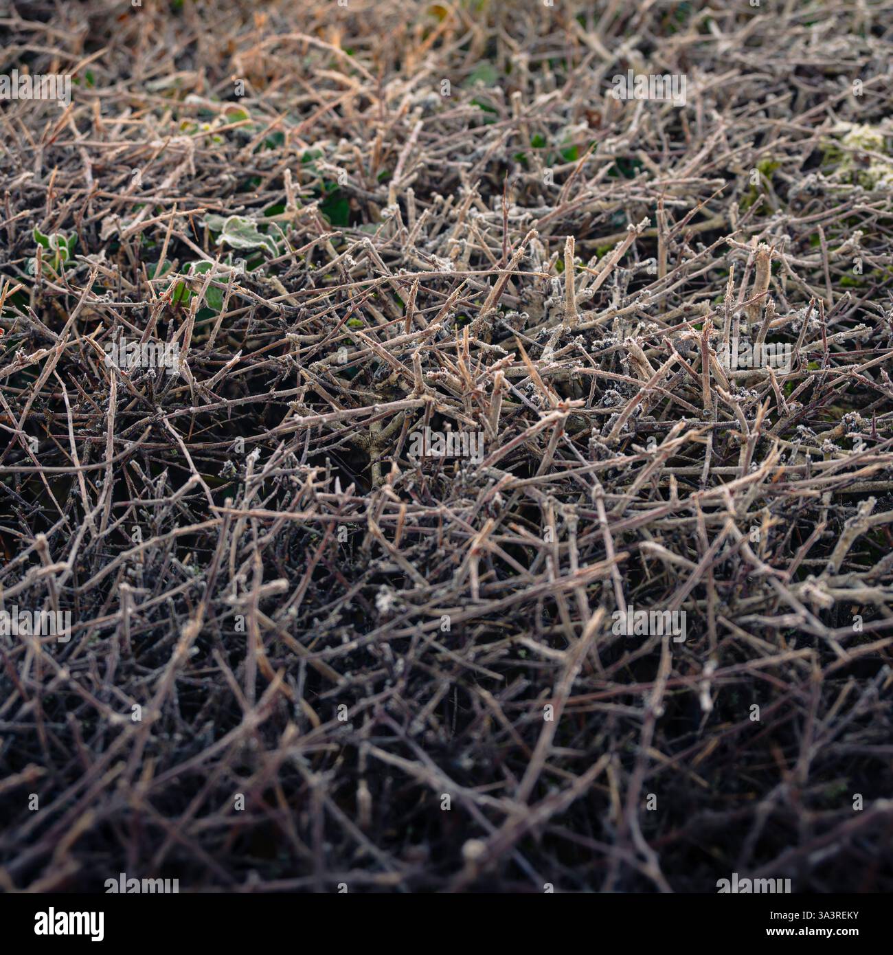 Die frostige Oberfläche einer Hecke im Winter für Hintergründe und Texturen Stockfoto