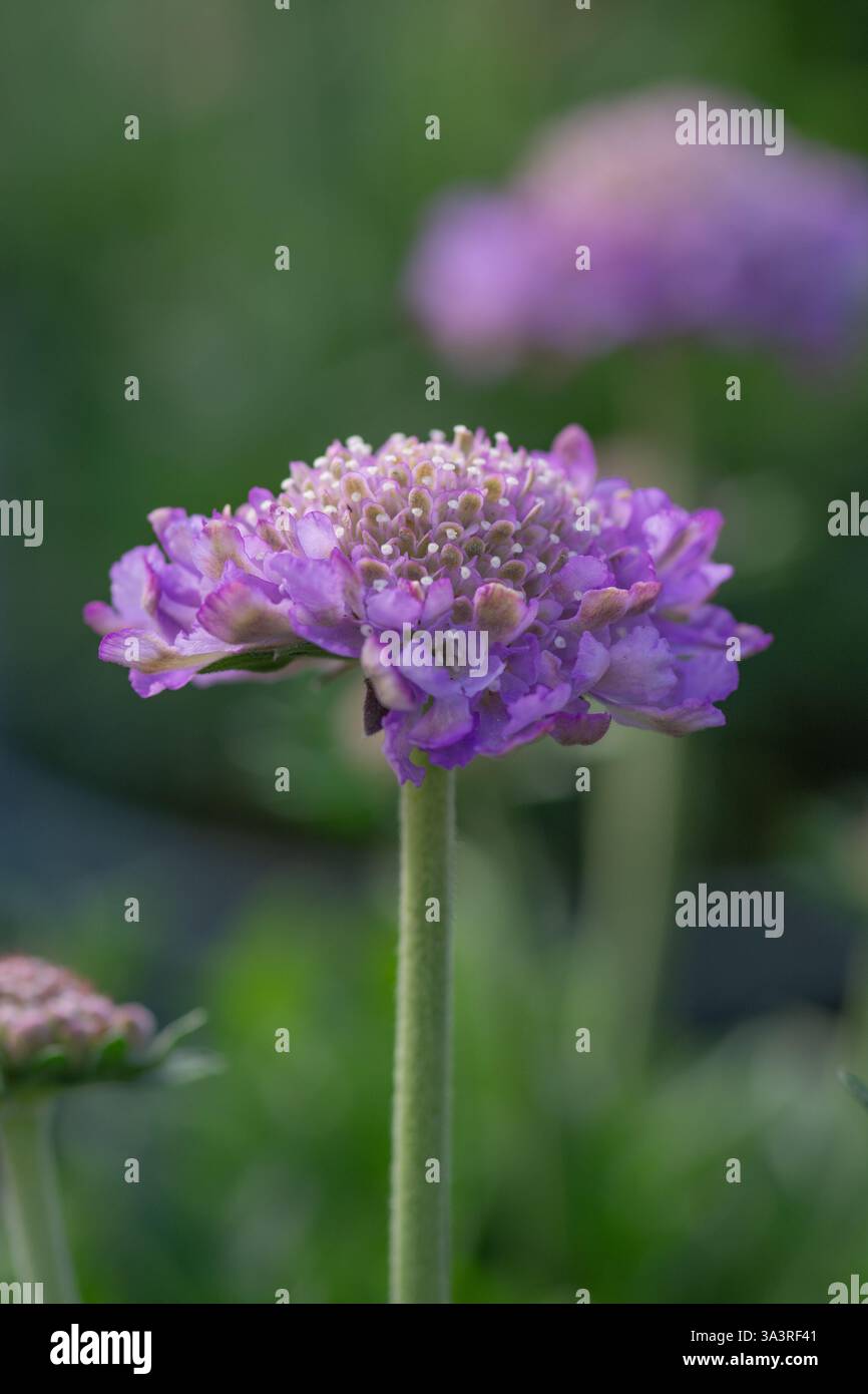 Nahaufnahme von Scabiosa Columbaria „Butterfly Blue“ Stockfoto