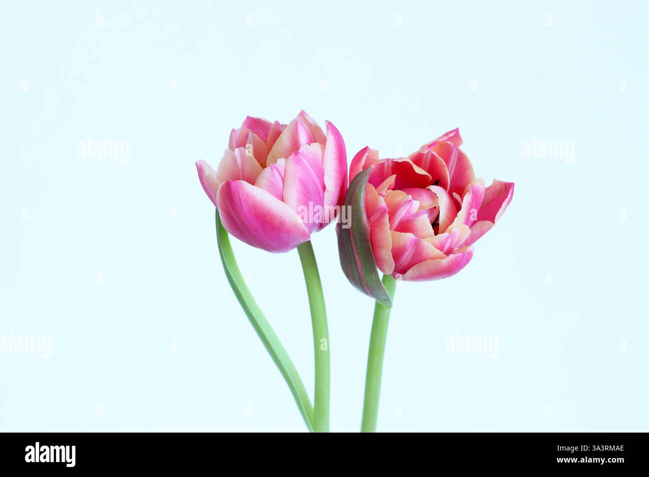 Zwei hellrosafarbene Doppelpfingstrosen-Tulpen mit cremefarbenen Blütenblatträndern stehen nebeneinander in einem hellen Studiobild vor weißem Hintergrund. Kopierbereich. Stockfoto Zwei hellrosafarbene Doppelpfingstrosen-Tulpen mit cremefarbenen Blütenblatträndern stehen nebeneinander in einem hellen Studiobild vor weißem Hintergrund. Kopierbereich. Stockfoto