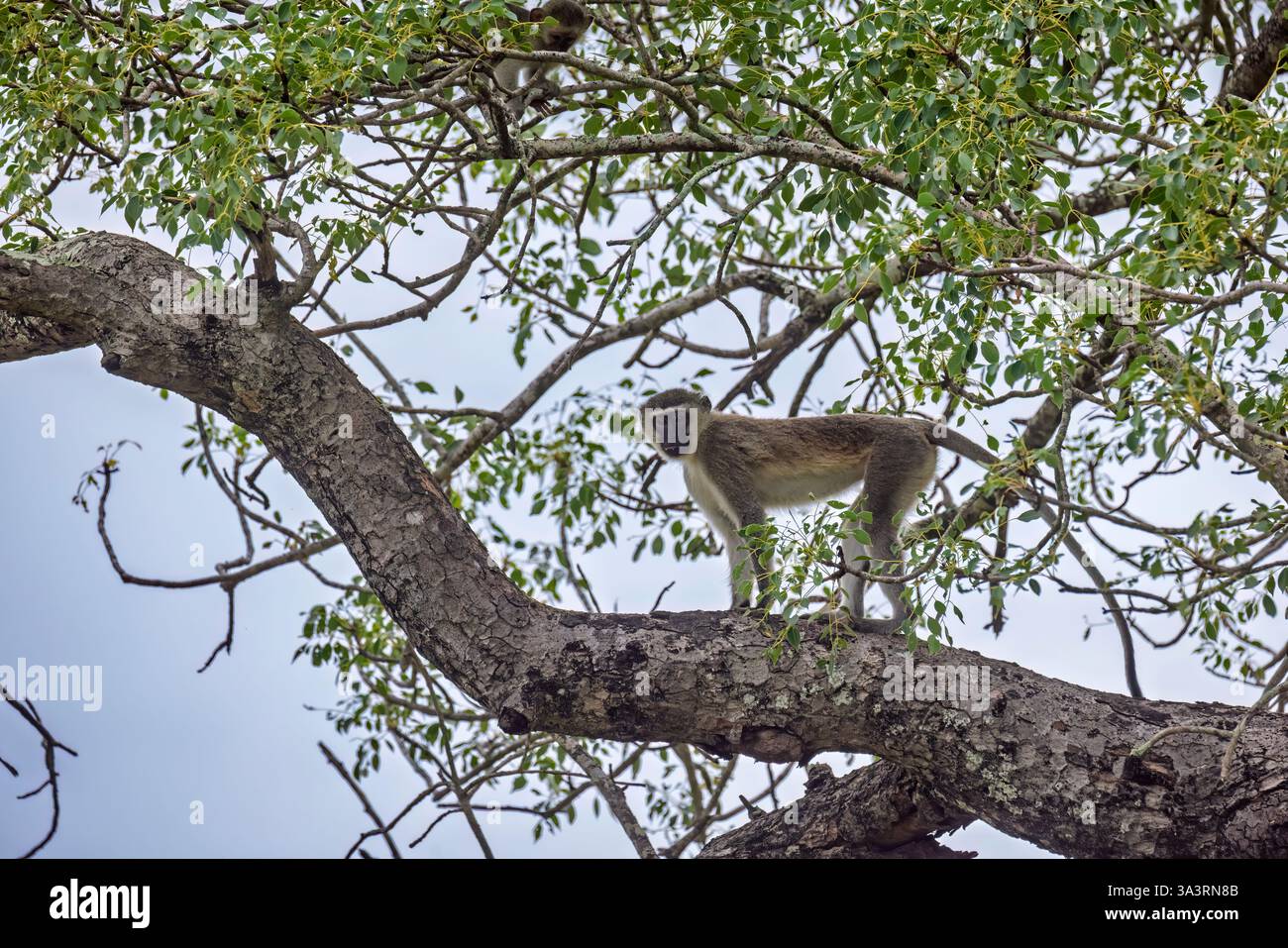 Ein Rotvetaffen (Chlorocebus pygerythrus) in einem Baum, Sabi Sand Game Reserve, am Kruger National Park im Lowveld von Mpumalanga, Südafrika Stockfoto