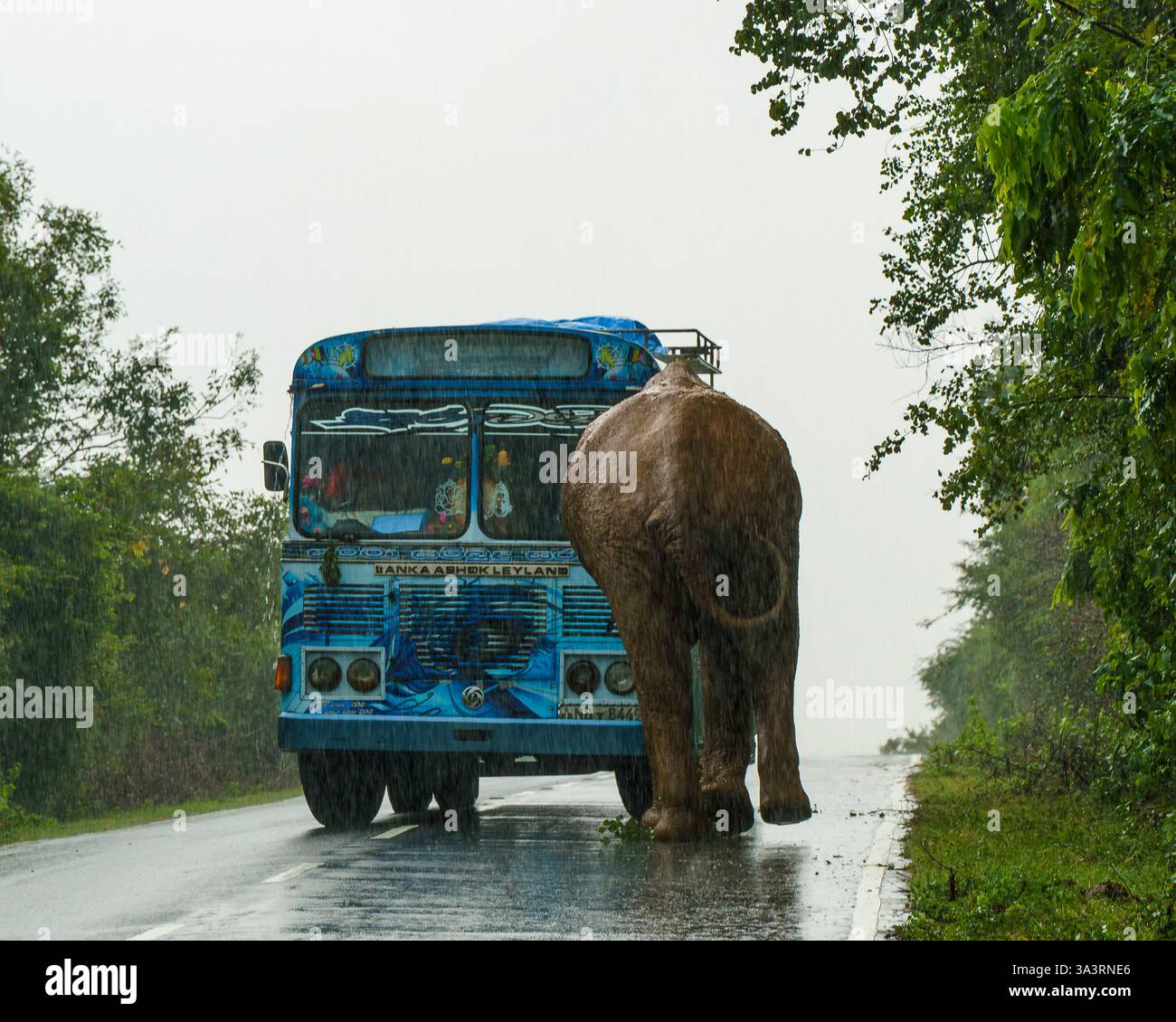 Das Bild fängt einen dramatischen Moment ein, als ein Sri-lankischer Elefant (Elephas maximus maximus) einen Bus auf einer regnerischen Straße in der Nähe des Yala-Nationalparks in South C angreift Stockfoto