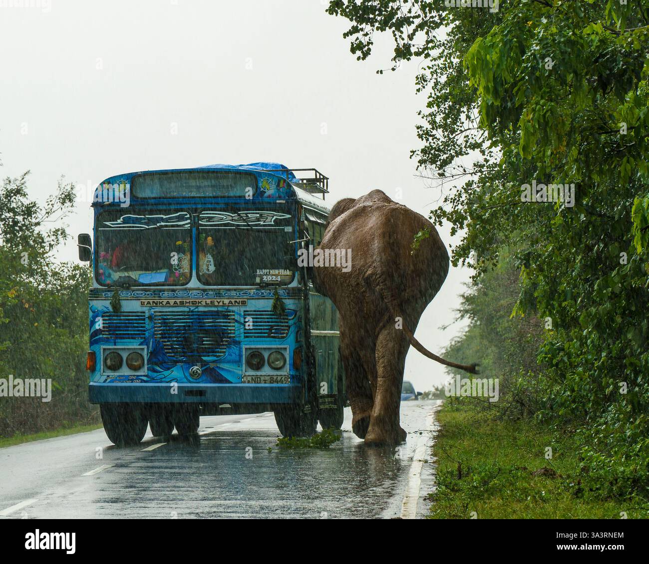 Das Bild fängt einen dramatischen Moment ein, als ein Sri-lankischer Elefant (Elephas maximus maximus) einen Bus auf einer regnerischen Straße in der Nähe des Yala-Nationalparks in South C angreift Stockfoto