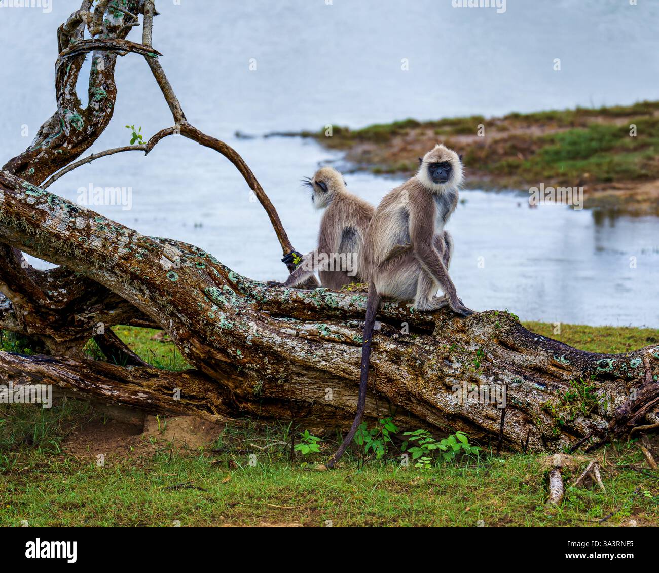 Das Bild zeigt zwei getuftete graue Languren (Semnopithecus priam), die auf einem umgestürzten Baum in der Nähe eines Wasserkörpers sitzen. Diese Primaten sind in Sri Lanka heimisch Stockfoto