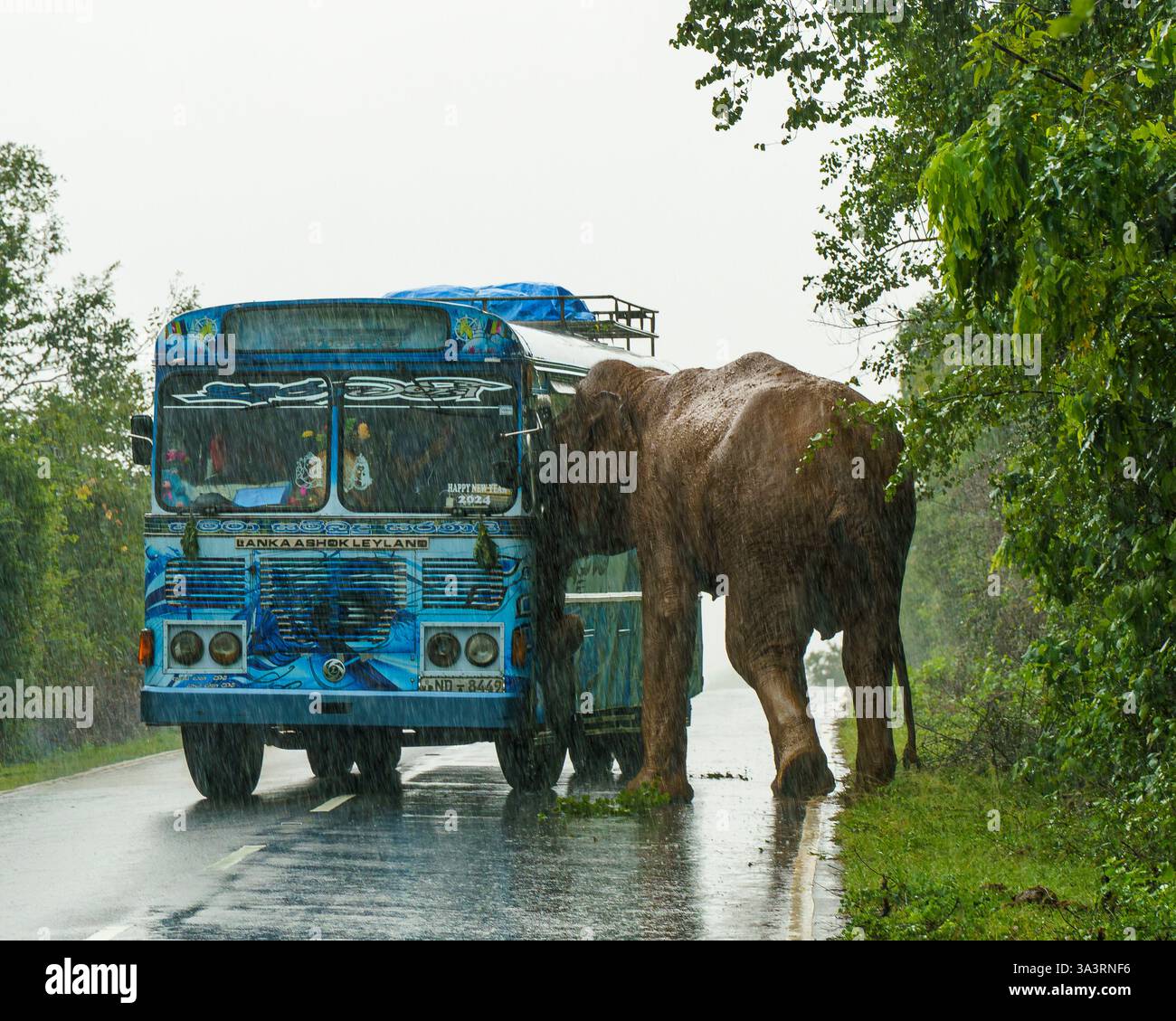 Das Bild fängt einen dramatischen Moment ein, als ein Sri-lankischer Elefant (Elephas maximus maximus) einen Bus auf einer regnerischen Straße in der Nähe des Yala-Nationalparks in South C angreift Stockfoto
