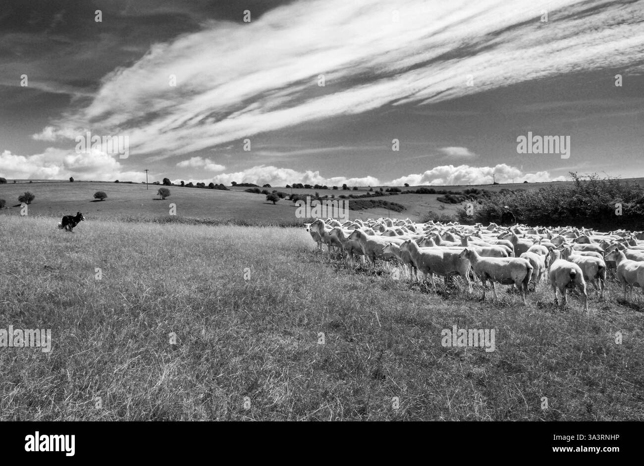 Schafhund hütet eine große Schafherde, die an einem sonnigen Tag über ein Feld läuft, Schwarzweiß-Foto, Seitenansicht sussex, England, Britian, Kopie s Stockfoto