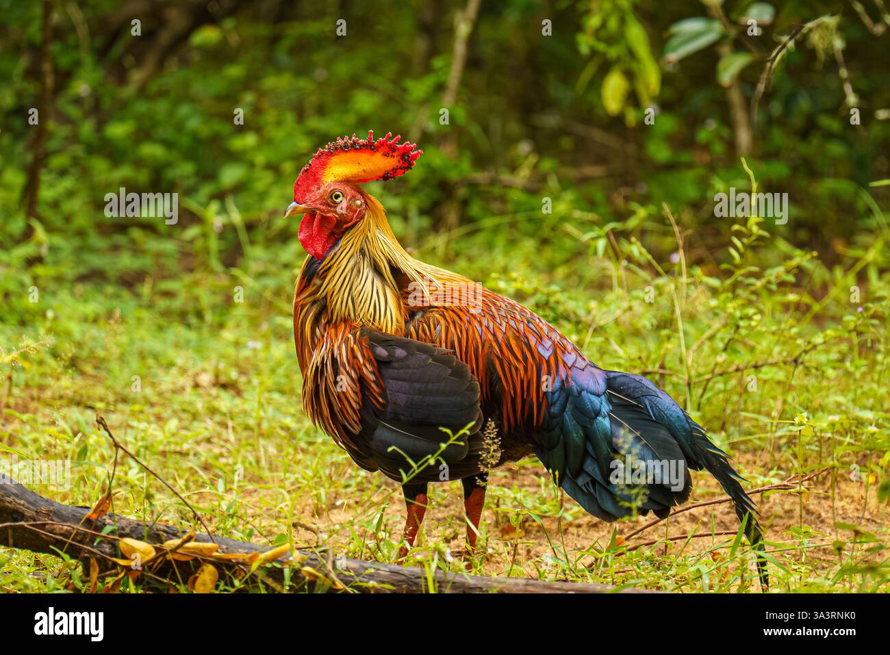 Das Bild zeigt einen Sri-lankischen Dschungelvogel (Gallus lafayettii), den Nationalvogel Sri Lankas, der in freier Wildbahn im Yala-Nationalpark, South COAs, steht Stockfoto