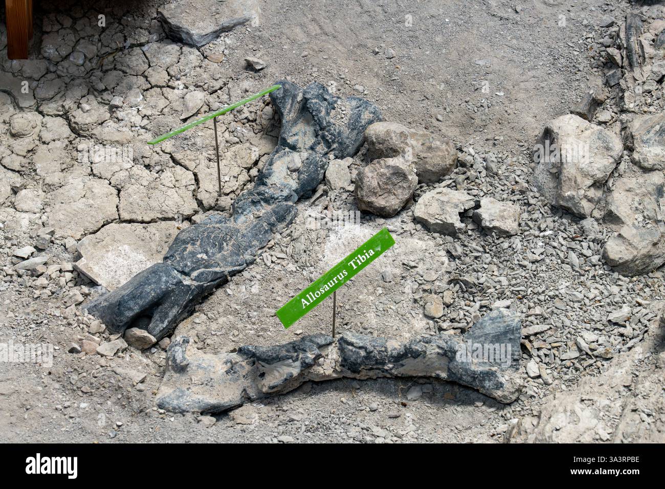 Ein allosaurus Tibia und Femur an einer Grabstelle am Jurassic National Monument in Utah. Stockfoto