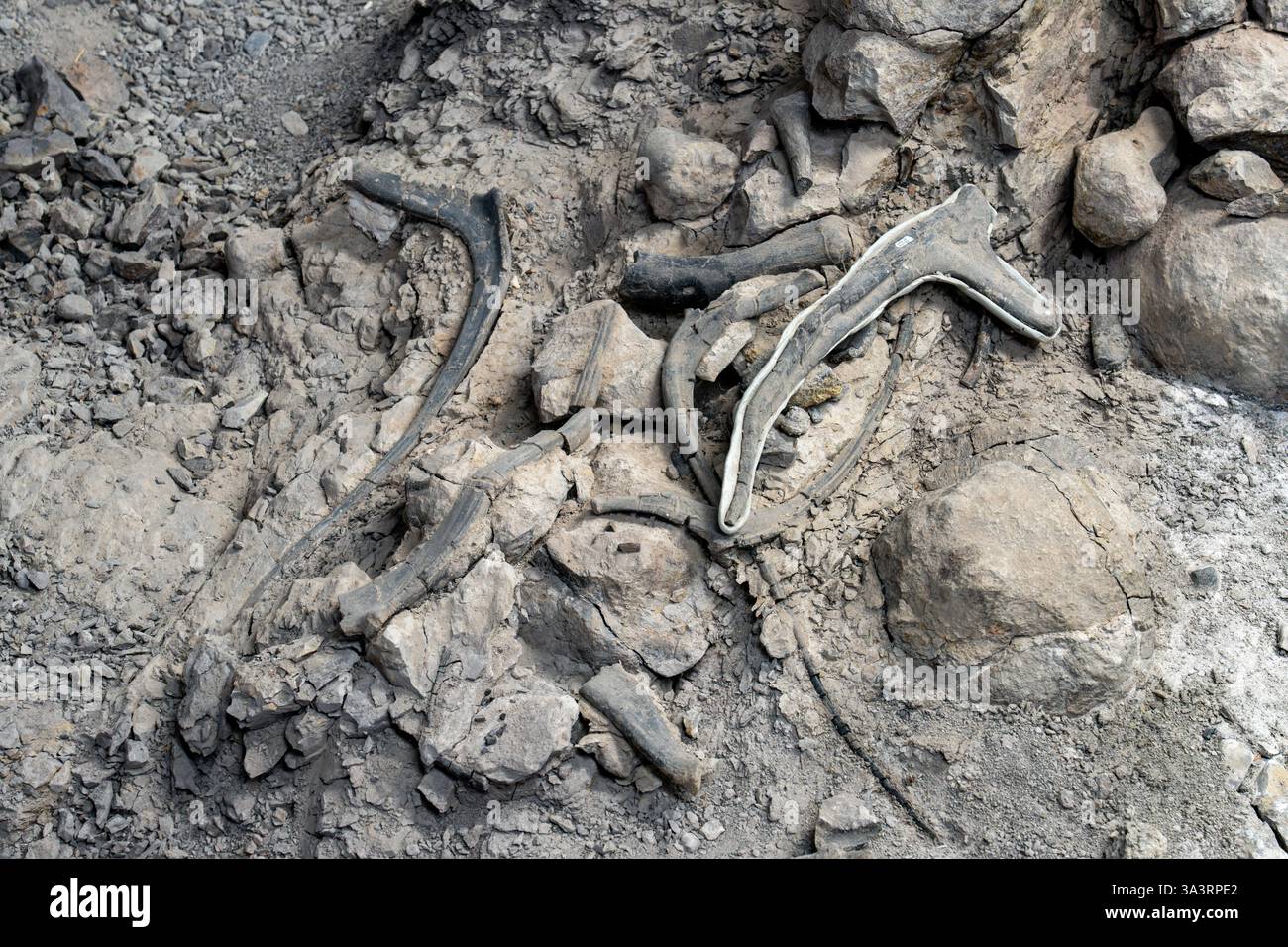 Allosaurus-Rippen werden am Jurassic National Monument in Utah ausgestellt. Stockfoto