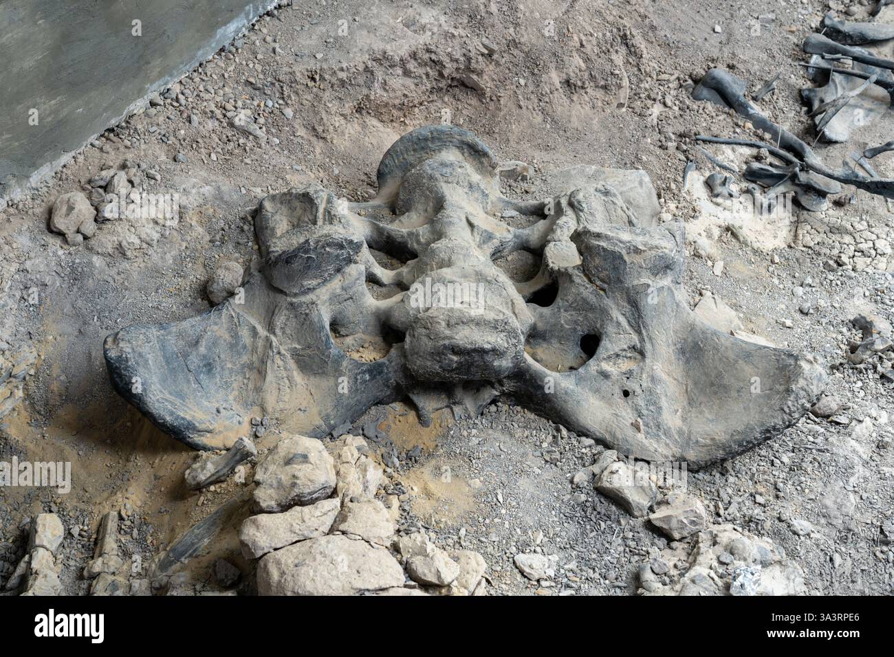 Ein camarasaurus-Becken an einer Grabstelle am Jurassic National Monument in Utah. Stockfoto