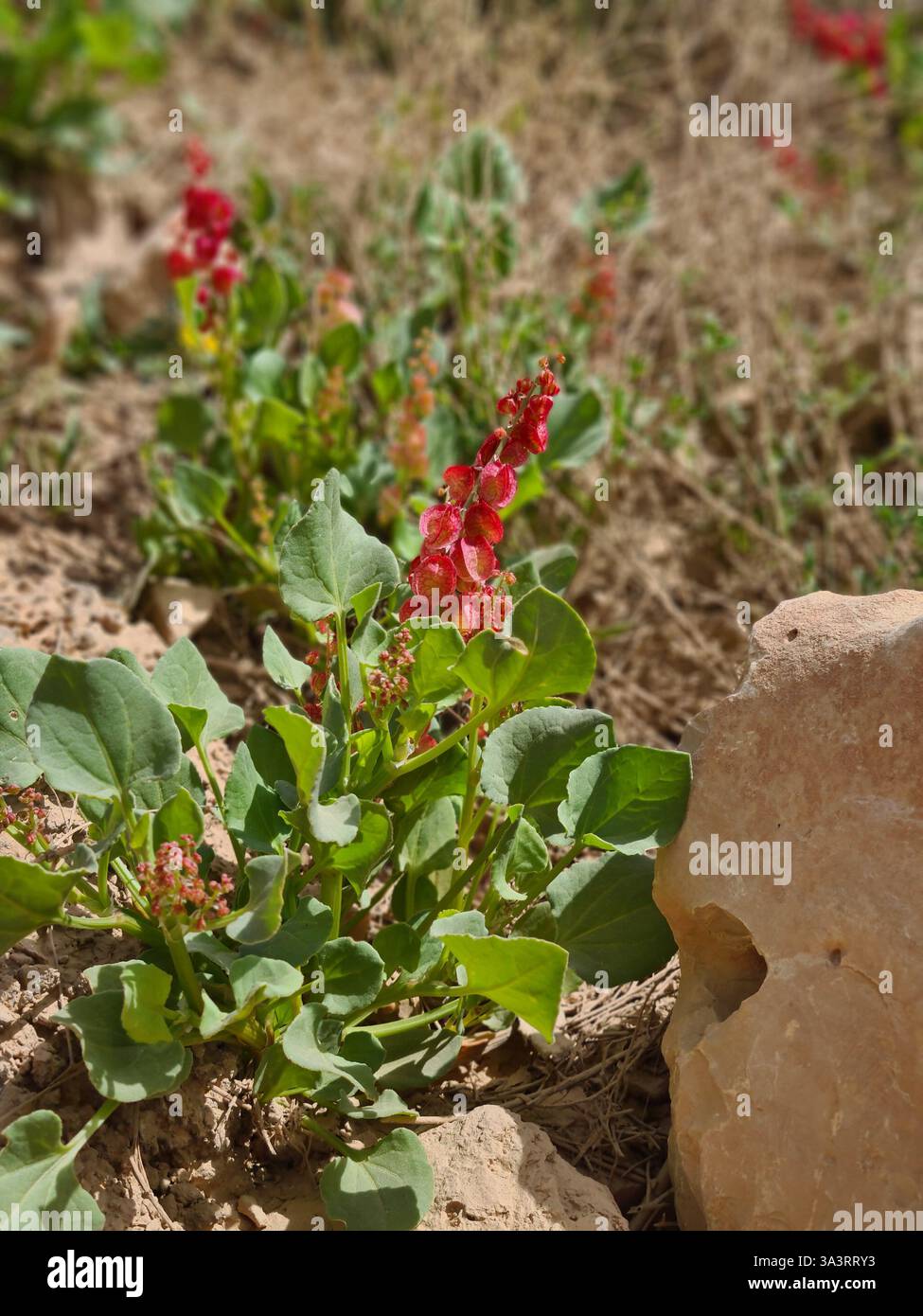 Rote Sauerampfer Pflanze wächst in der Nähe von Rocks Stockfoto