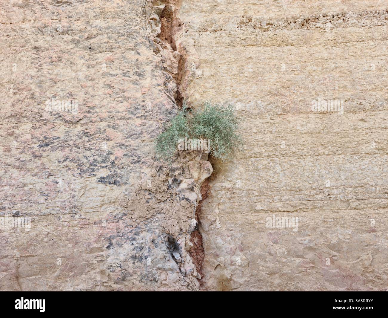Landschaftsbild eines widerstandsfähigen Sträuches in einem Riss einer Wüstenfelsmauer in Saudi-Arabien - Smartphone-aufgenommenes Stockfoto