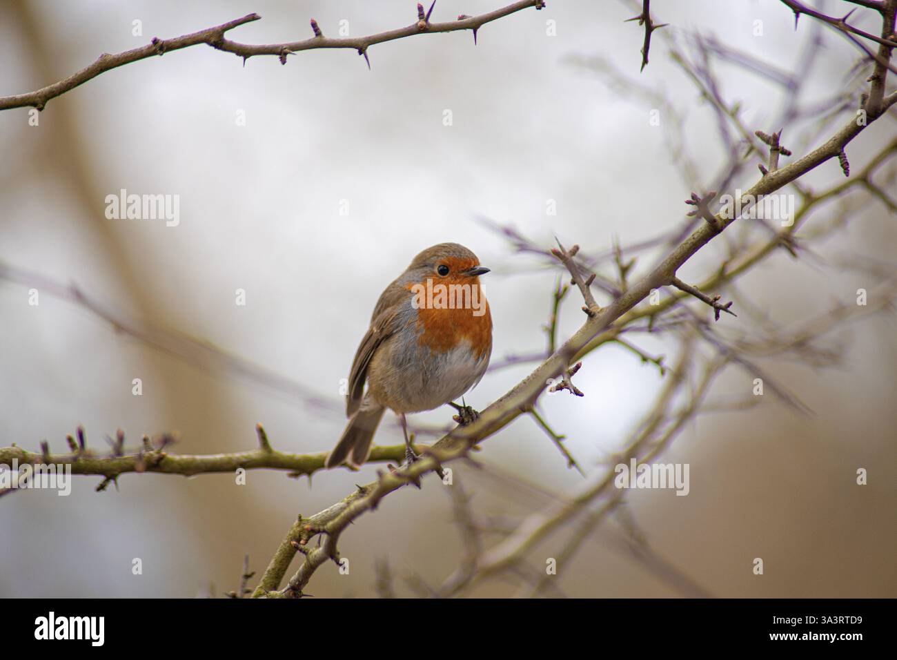 Ein rotkehlchen in einem Baum bei RSPB Burton Mere Stockfoto