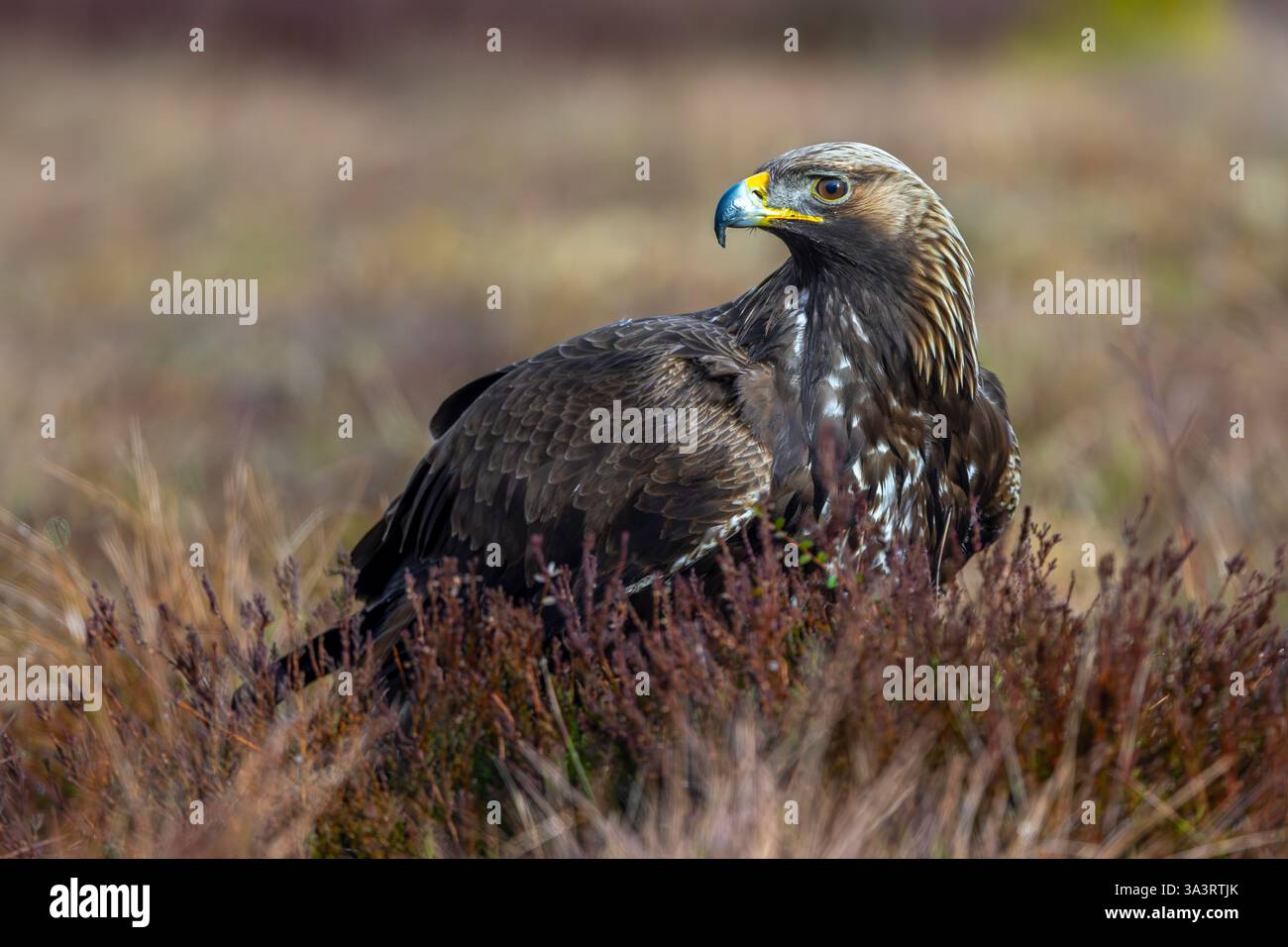 Europäischer Goldadler (Aquila chrysaetos chrysaetos chrysaetos) im Winter im Moor/Heideland Stockfoto