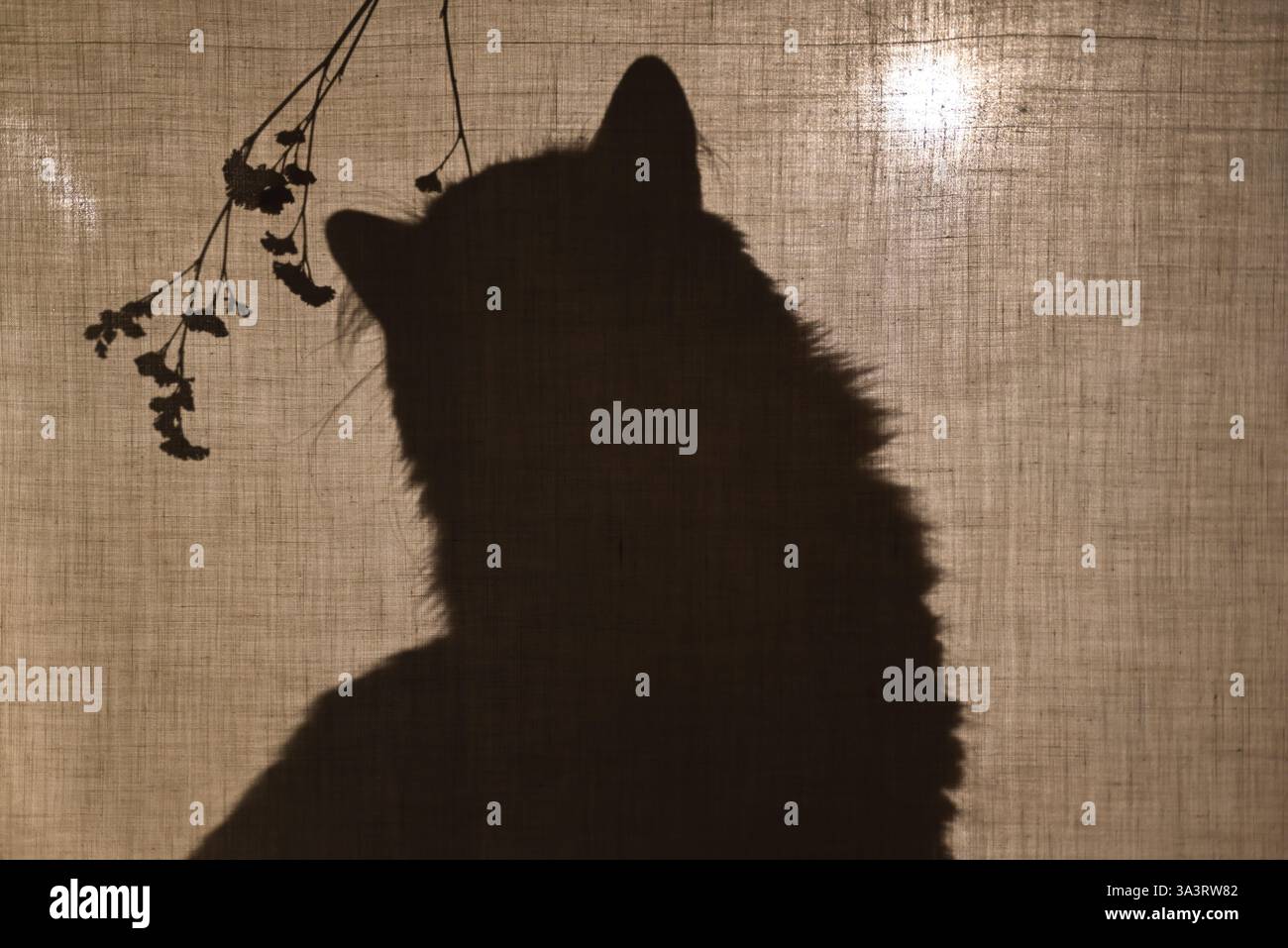 Die Katze sitzt hinter einem Baumwollstoff und schnüffelt an einem Zweig einer Pflanze. Schatten, Silhouette einer Katze. Stockfoto