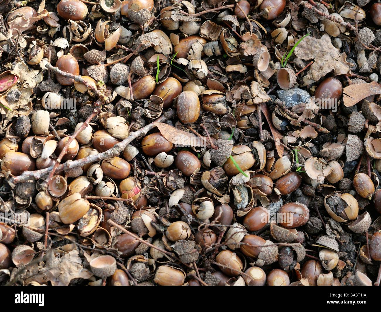 Eicheln auf dem Waldboden erzeugen ein ästhetisch ansprechendes natürliches Muster und zeigen die Schönheit des natürlichen Zersetzungsprozesses im Herbst. Stockfoto