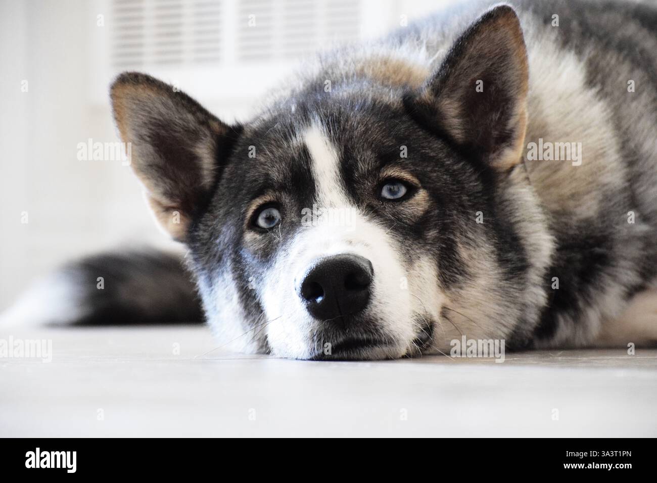 Husky-Hund, der zu Hause auf dem Boden liegt Stockfoto