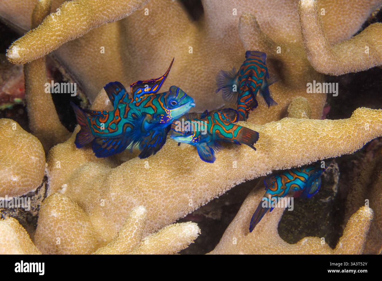 Drei männliche Mandarinfish, Synchiropus splendidus, beschatten ein Weibchen in der Dämmerung in der Hoffnung, sich zu paaren, Yap, Mikronesien. Stockfoto