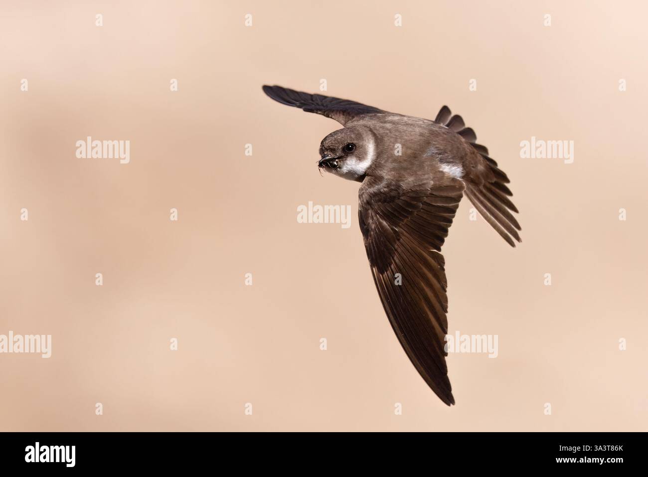 Collared Sand Martin Stockfoto