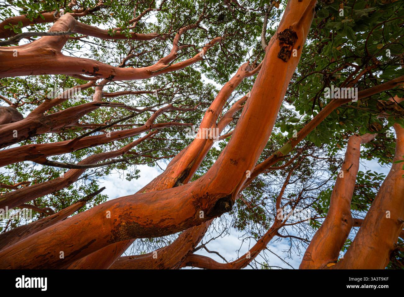 Pacific Madrone (Arbutus menziesii) in Port Townsend, WA Stockfoto