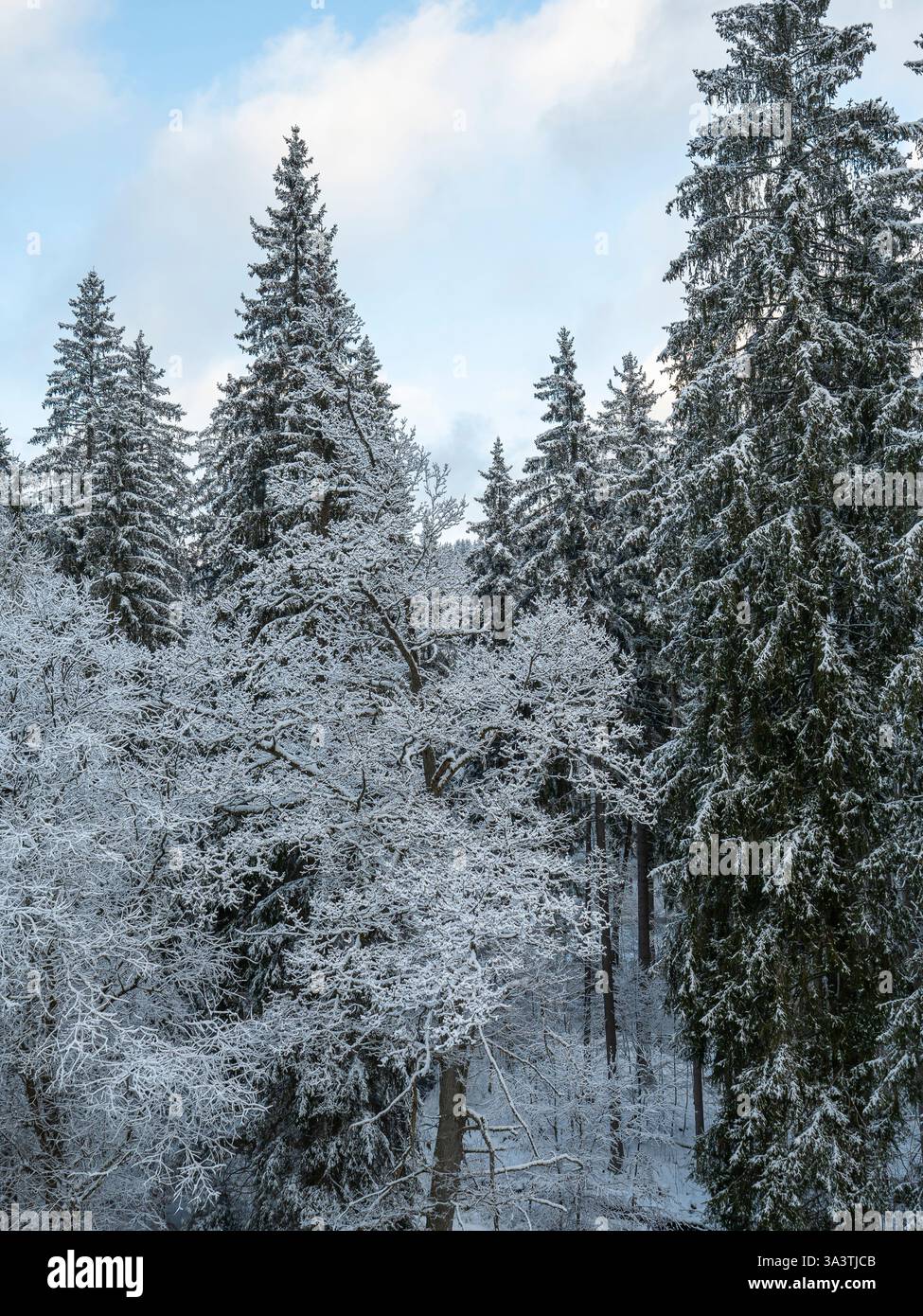 Schneebedeckte Bäume im Winterwald, frostige Äste vor blauem Himmel, friedliche und ruhige Natur, Kontrast von weiß und Grün, frischer Schneefall, landschaftlich reizvoll Stockfoto