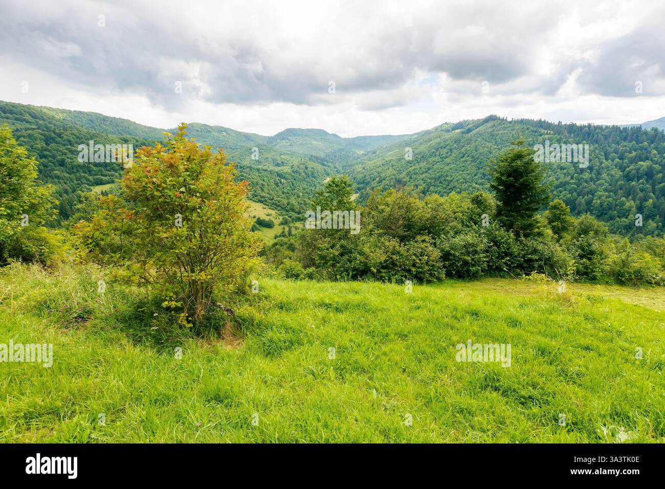 Berglandschaft einer Landschaft im Sommer. Wunderschöne Natur unter bewölktem Himmel. Wald auf dem Hügel hinter der Wiese Stockfoto