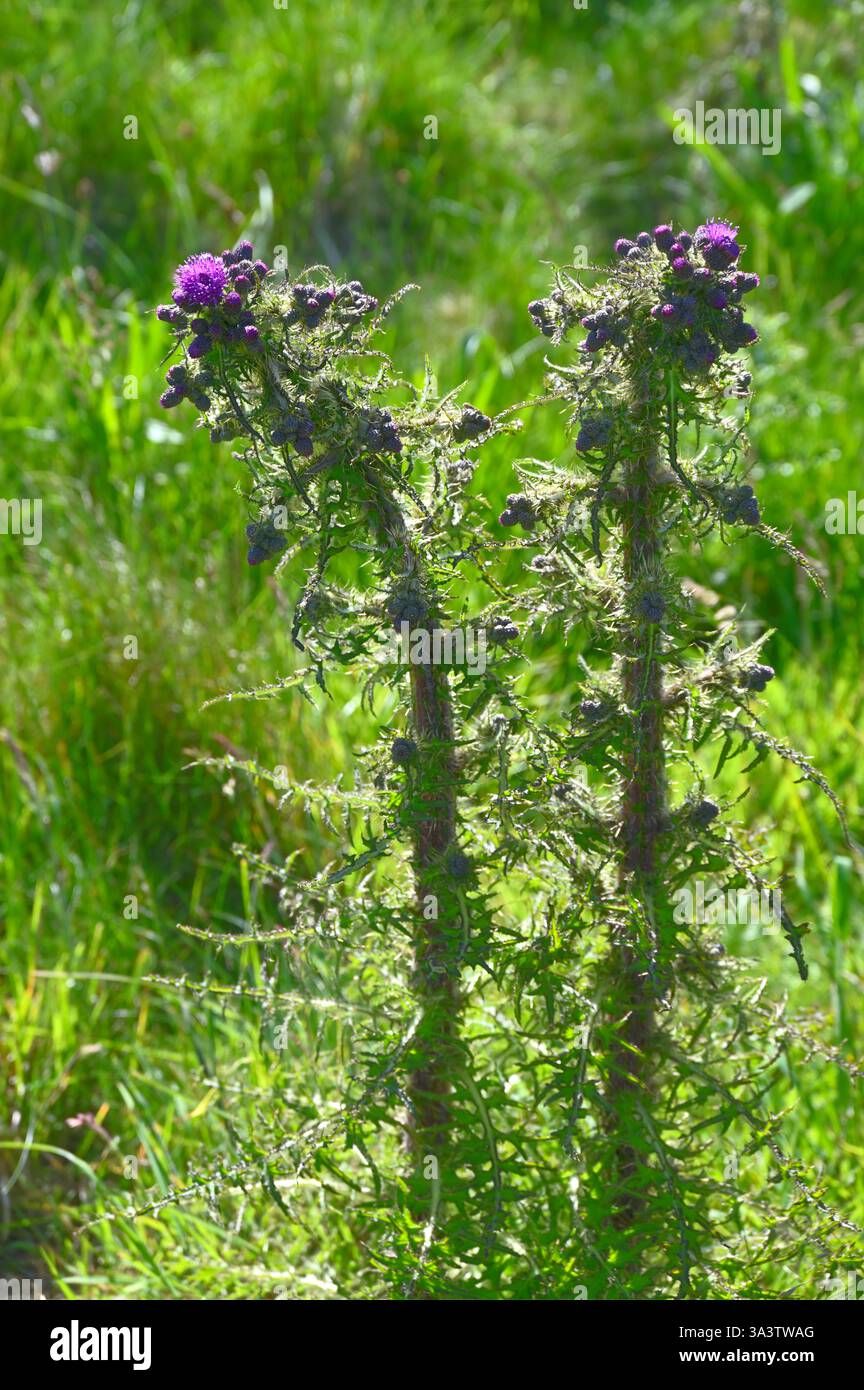 Stachelige Stiele und violette Sommerblumen von Marschdistel oder Cirsium palustre Scotland June Stockfoto