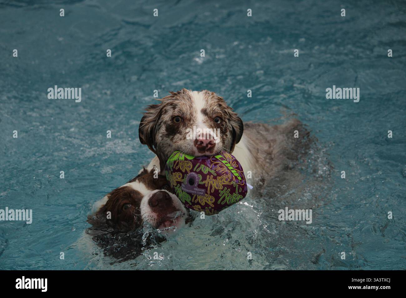 Zwei Hunde schwimmen in einem Pool Stockfoto